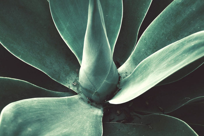 Akustikbild Agave 1