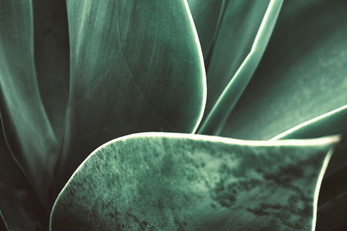 Akustikbild Agave 2